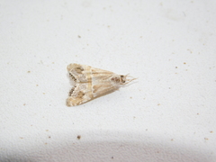 Euchromius gratiosellus