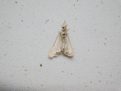 Euchromius gratiosellus