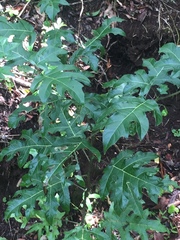 Solanum atropurpureum