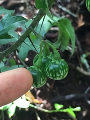 Solanum atropurpureum