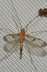 Macrocera phalerata