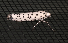Yponomeuta internellus