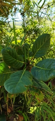 Ficus americana