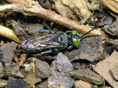 Tachysphex nigerrimus