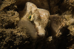 Rhamphocottus richardsonii