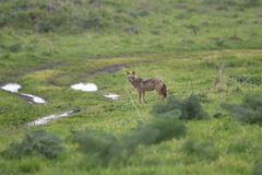 Canis aureus syriacus