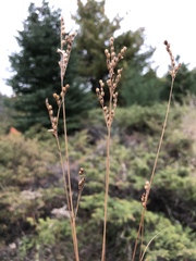 Juncus secundus