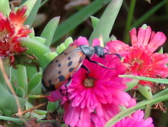 Hycleus transvaalicus