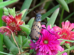 Hycleus transvaalicus