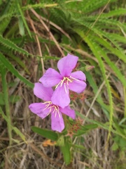 Tibouchina aspera