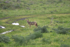 Canis aureus syriacus