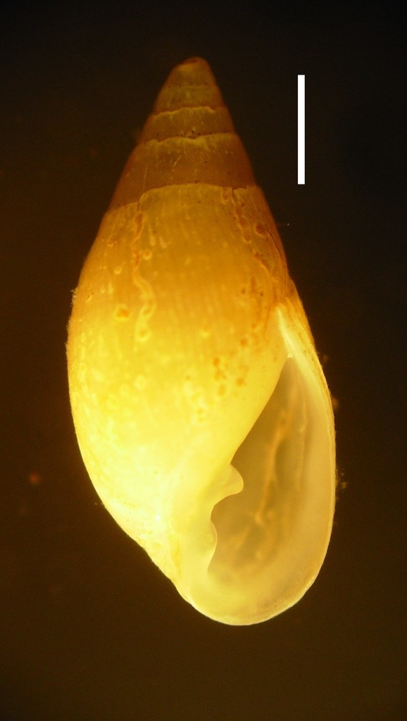 Leucophytia