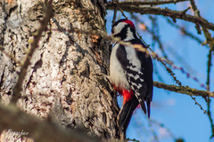 Dendrocopos major