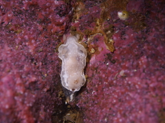 Goniodoris nodosa