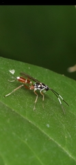 Ichneumonidae