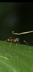 Ichneumonidae