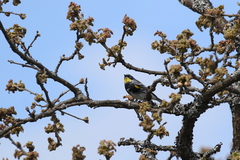 Setophaga coronata coronata × auduboni