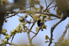 Setophaga coronata coronata × auduboni