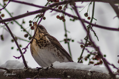 Turdus pilaris