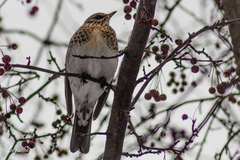 Turdus pilaris