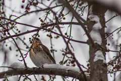 Turdus pilaris