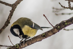 Parus major