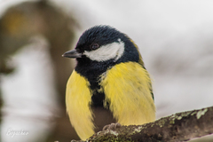 Parus major