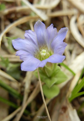 Gentiana zollingeri