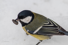 Parus major