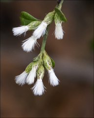 Baccharis glomeruliflora image