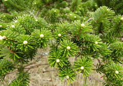 Abies sachalinensis