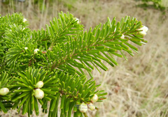 Abies sachalinensis