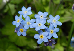 Myosotis sachalinensis