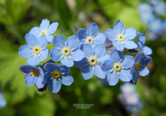 Myosotis sachalinensis