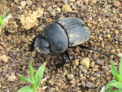 Scarabaeus ambiguus