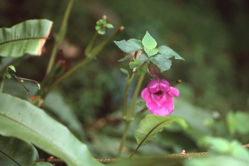 Impatiens floretii image