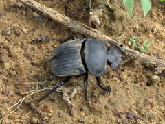 Scarabaeus ambiguus