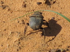 Scarabaeus ambiguus