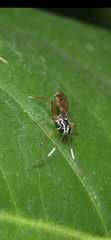 Ichneumonidae