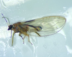 Bactericera californica