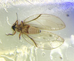 Bactericera californica