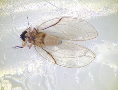 Bactericera californica