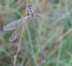 Lestes pallidus