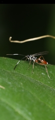 Ichneumonidae