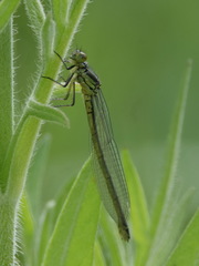 Erythromma najas