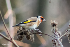 Carduelis carduelis