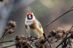 Carduelis carduelis