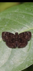 Pellicia