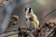 Carduelis carduelis