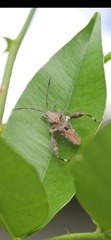Meropachyini